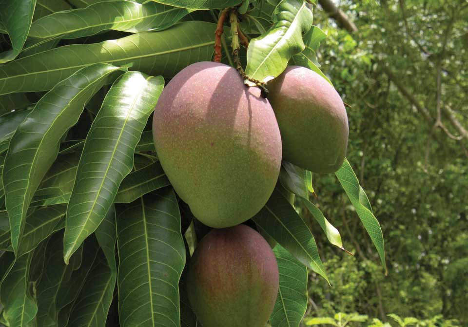 Muthalamada mango cultivation