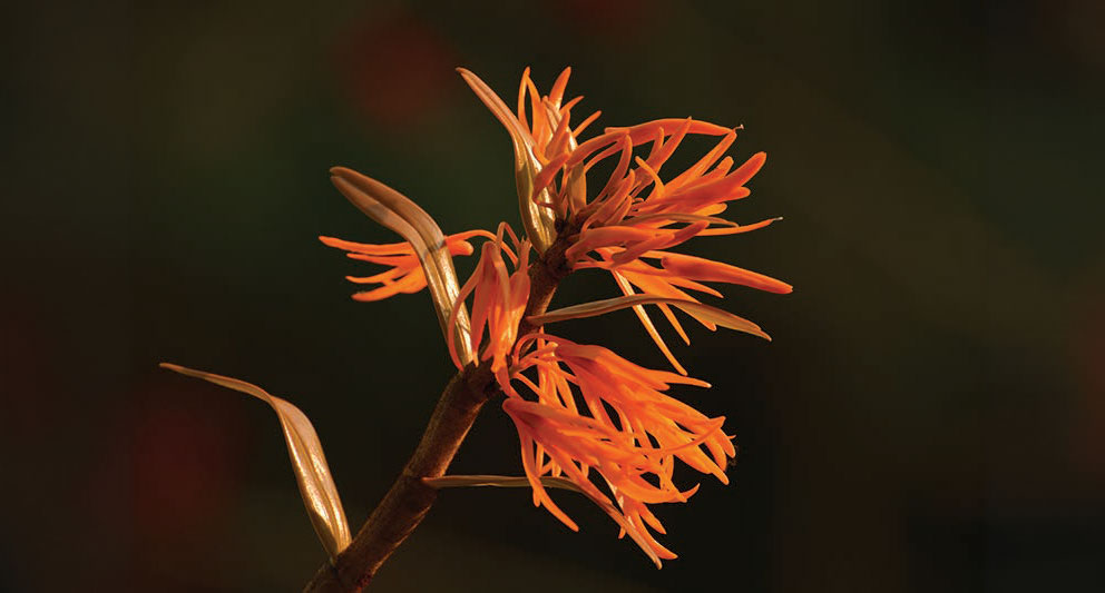Floristic diversity of the Palakkad Gap