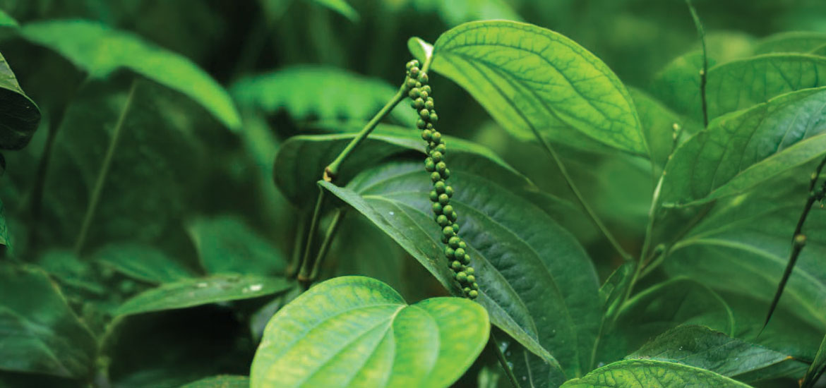 Crop diversity of the Palakkad Gap