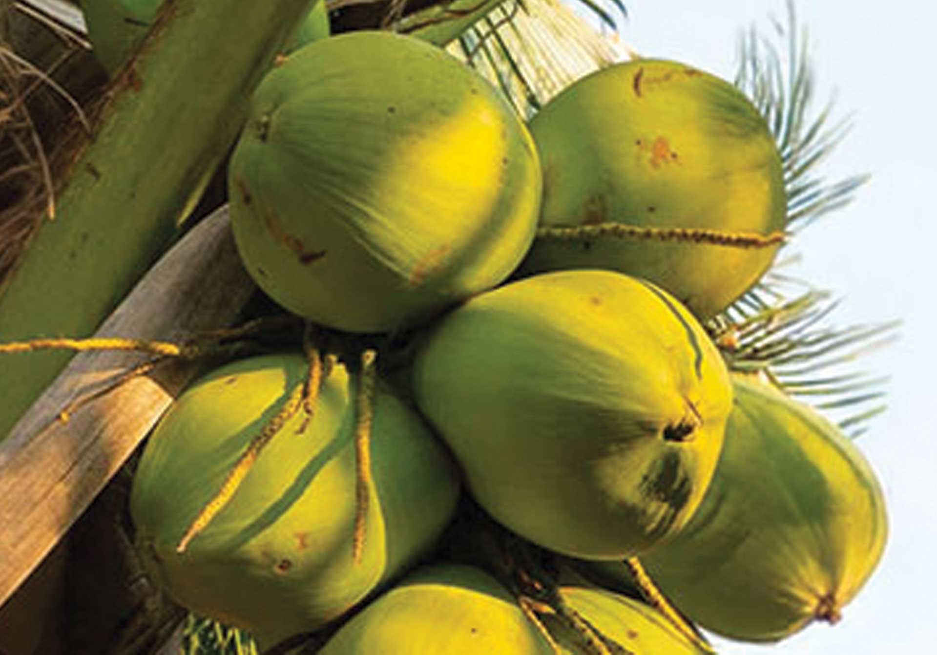 Pollachi coconut cultivation